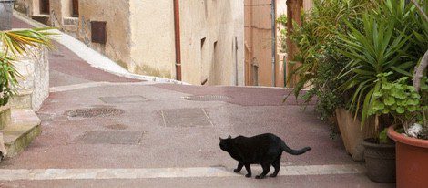 Encontrarte un gato negro de espaldas denota que la buena suerte no está de tu lado