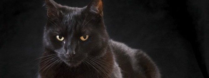 Supersticiones: El origen de que los gatos negros den mala suerte